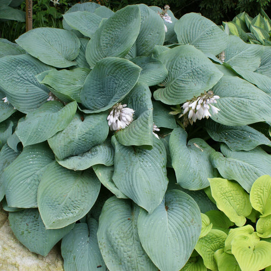 Hosta 'Blue Mammoth'