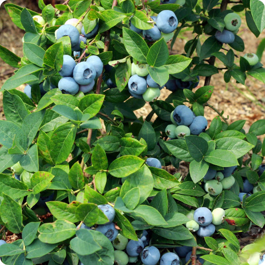 Vaccinium corymbosum 'Northblue' (biologique)