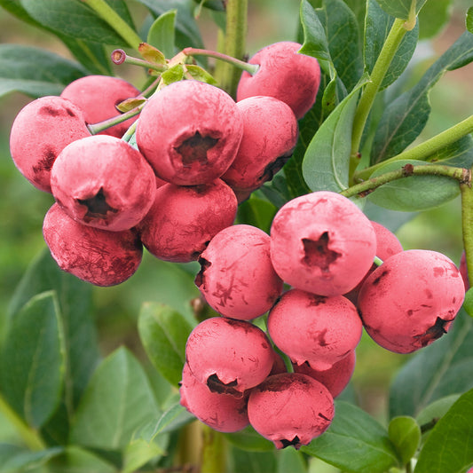 Vaccinium corymbosum 'Pink Lemonade' (biologique)