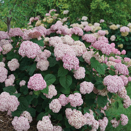 Hydrangea arborescens 'Incrediball Blush'