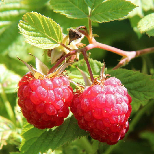 Rubus idaeus 'Boyne' (biologique)