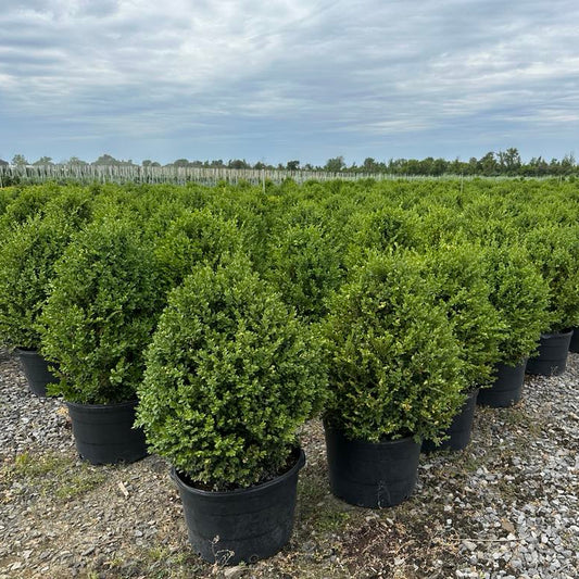 Buxus 'Green Moutain'