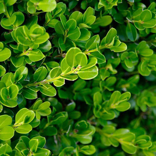 Buxus 'Green Gem'
