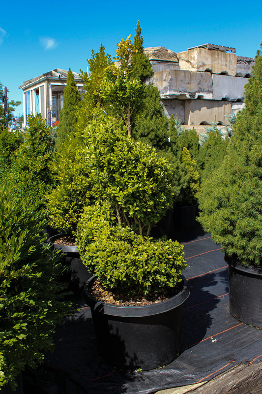 Buxus 'Green Mountain' (Spirale)