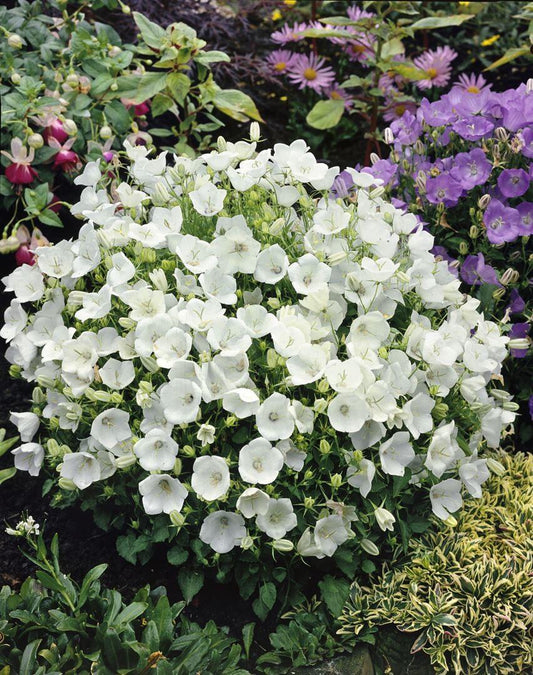Campanula carpatica 'White Clips'