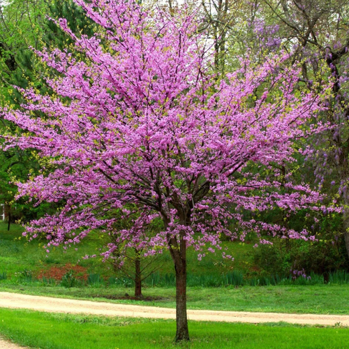 Cercis canadensis