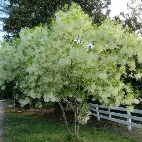 Chionanthus virginicus
