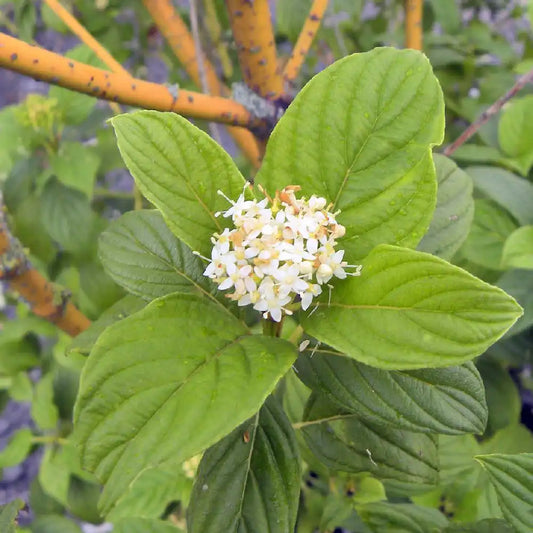 Cornus stolonifera 'Flaviramea'