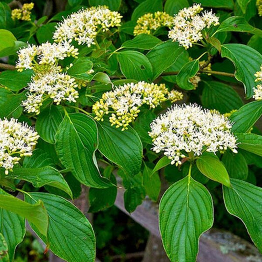 Cornus alternifolia