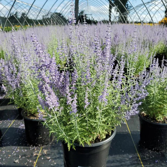 Perovskia 'Denim'n Lace' (atr.)
