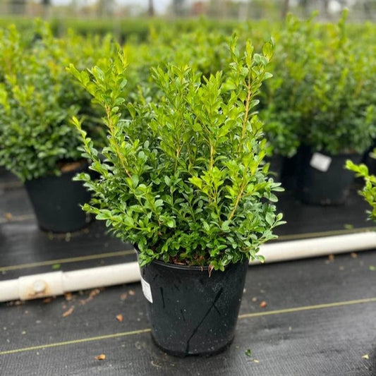 Buxus 'Green Velvet'