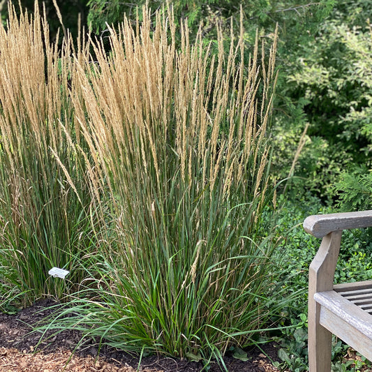 Calamagrostis acutiflora (x) 'Karl Forester'