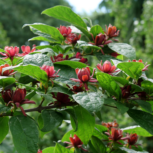 Calycanthus 'Hartlage wine'