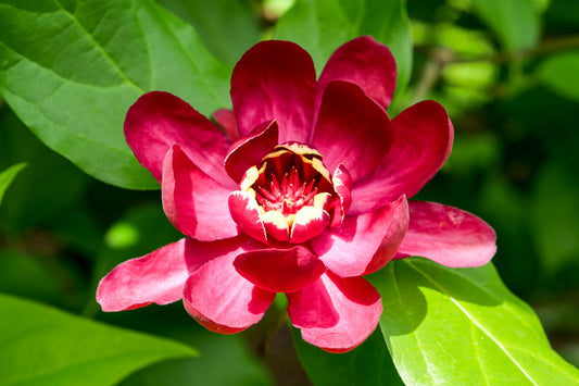 Calycanthus 'Aphrodite'