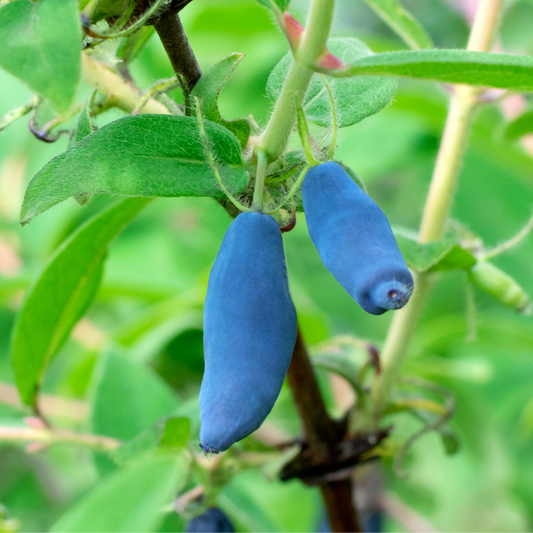 Lonicera caerulea 'Borealis'(biologique)
