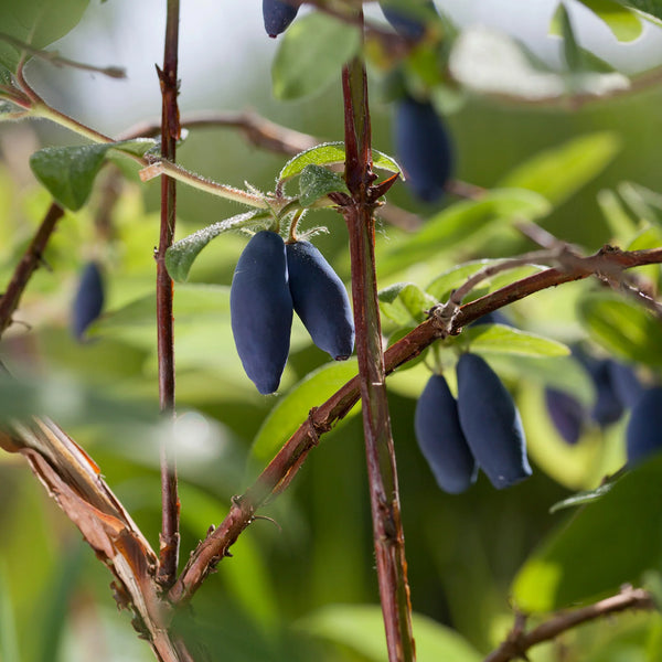 Lonicera caerulea 'Boreal Beauty'