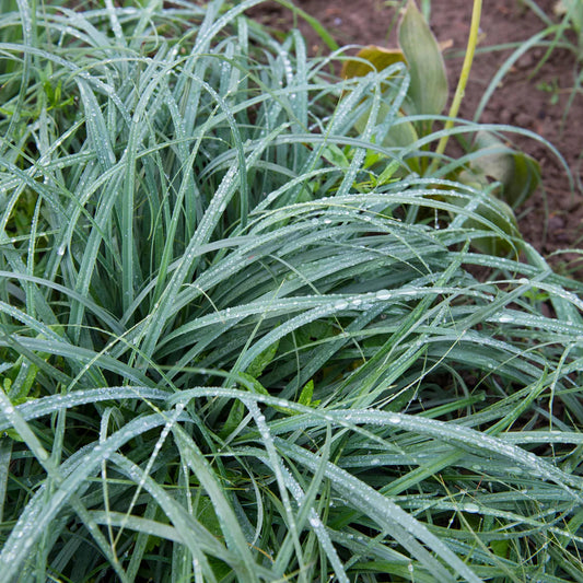 Carex flacca 'Blue Zinger'