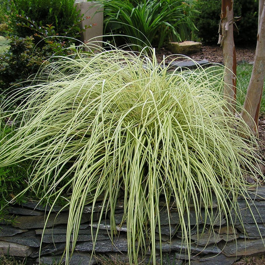 Carex 'Evergold'