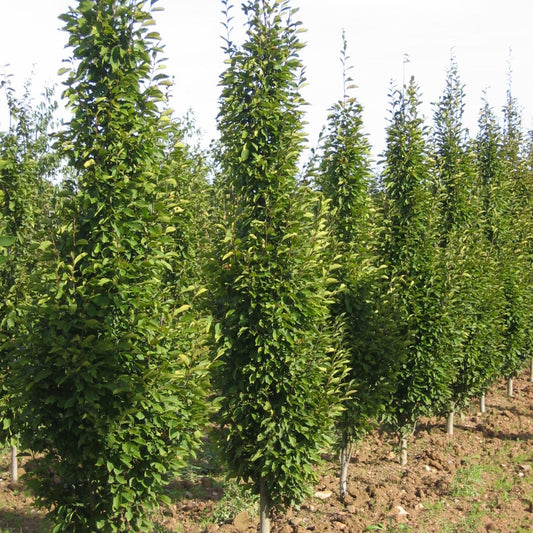 Carpinus betulus 'Fastigiata' (colonnaire)