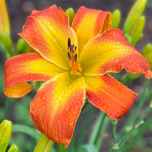 Hemerocallis 'Carrick Wildon'