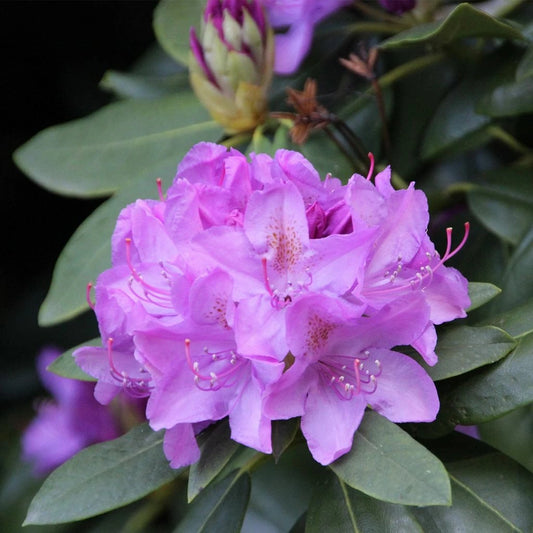 Rhododendron 'Catawbiense Boursault'