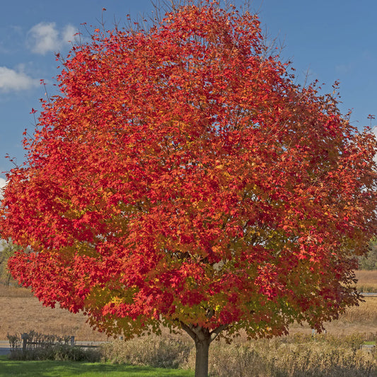 Acer freemanii 'Celebration'