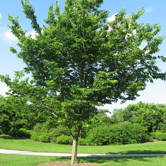 Celtis occidentalis