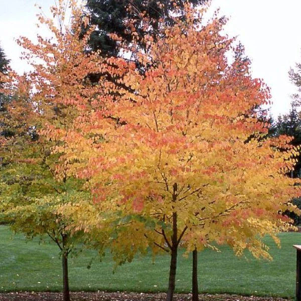 Cercidiphyllum japonicum 'Hanna's Heart'