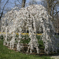 Cercis canadensis 'Vanilla Twist'
