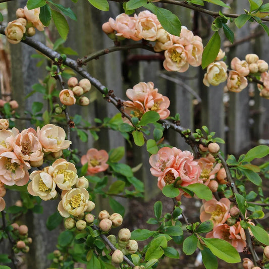 Chaenomeles speciosa 'Geisha Girl'