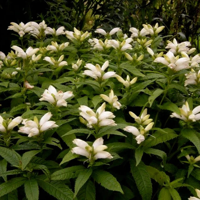 Chelone glabra 'Black Ace'