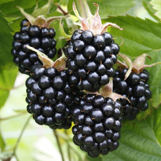 Rubus fruticosus 'Chester' (biologique)