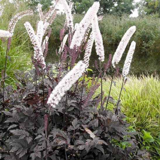 Cimicifuga racemosa 'Chocoholic'