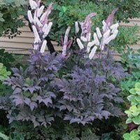 Cimicifuga racemosa 'Hillside Black Beauty'