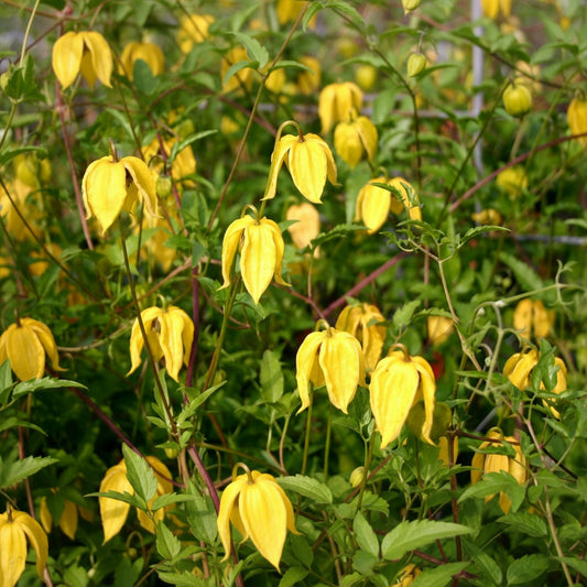 Clematis Tangutica 'Golden Tiara'
