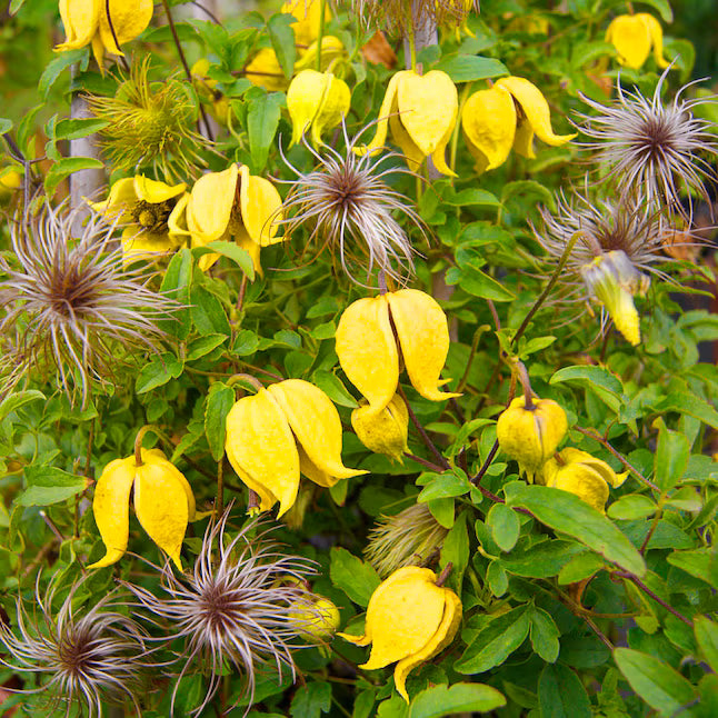 Clematis 'Helios' (Tangutica Group)