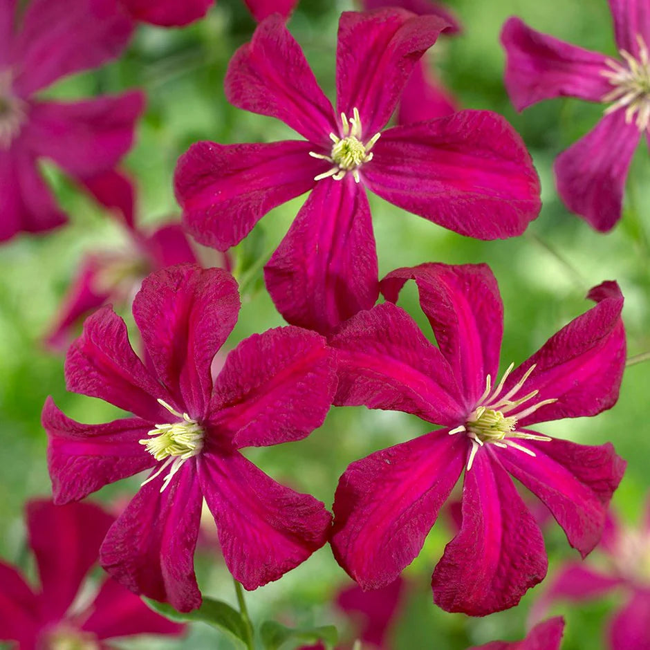 Clematis 'Mme Julia Correvon'
