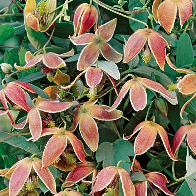 Clematis 'My Angel'