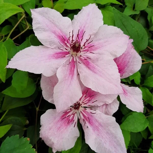 Clematis 'Pink Fantasy'