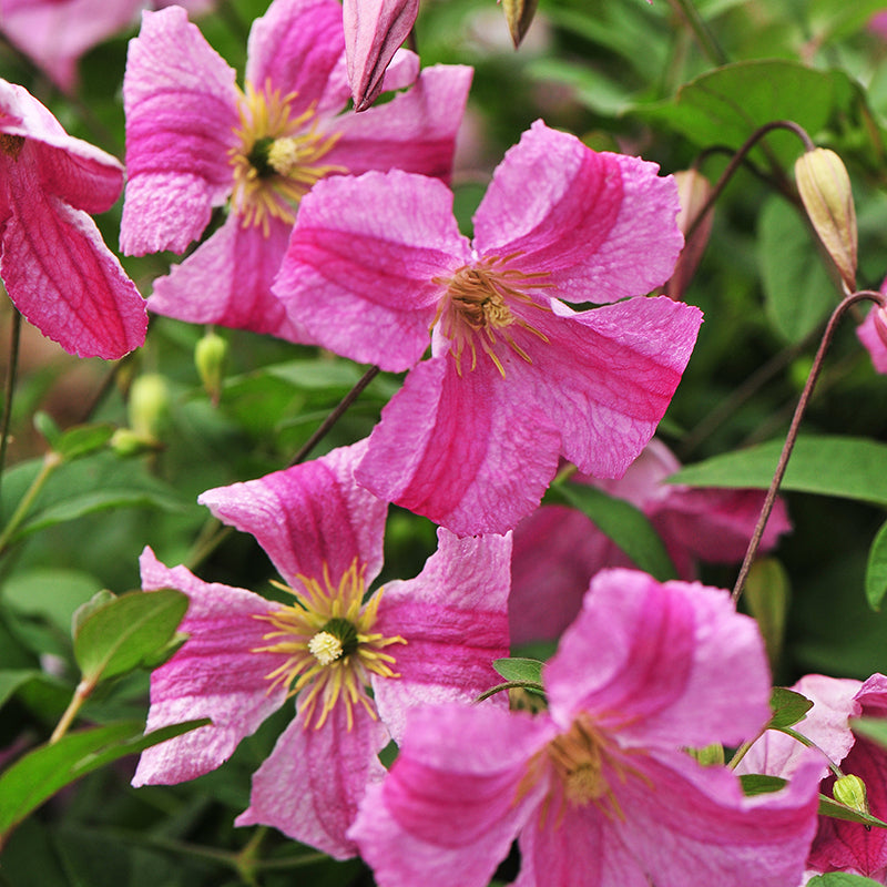 Clematis 'Pink Mink'
