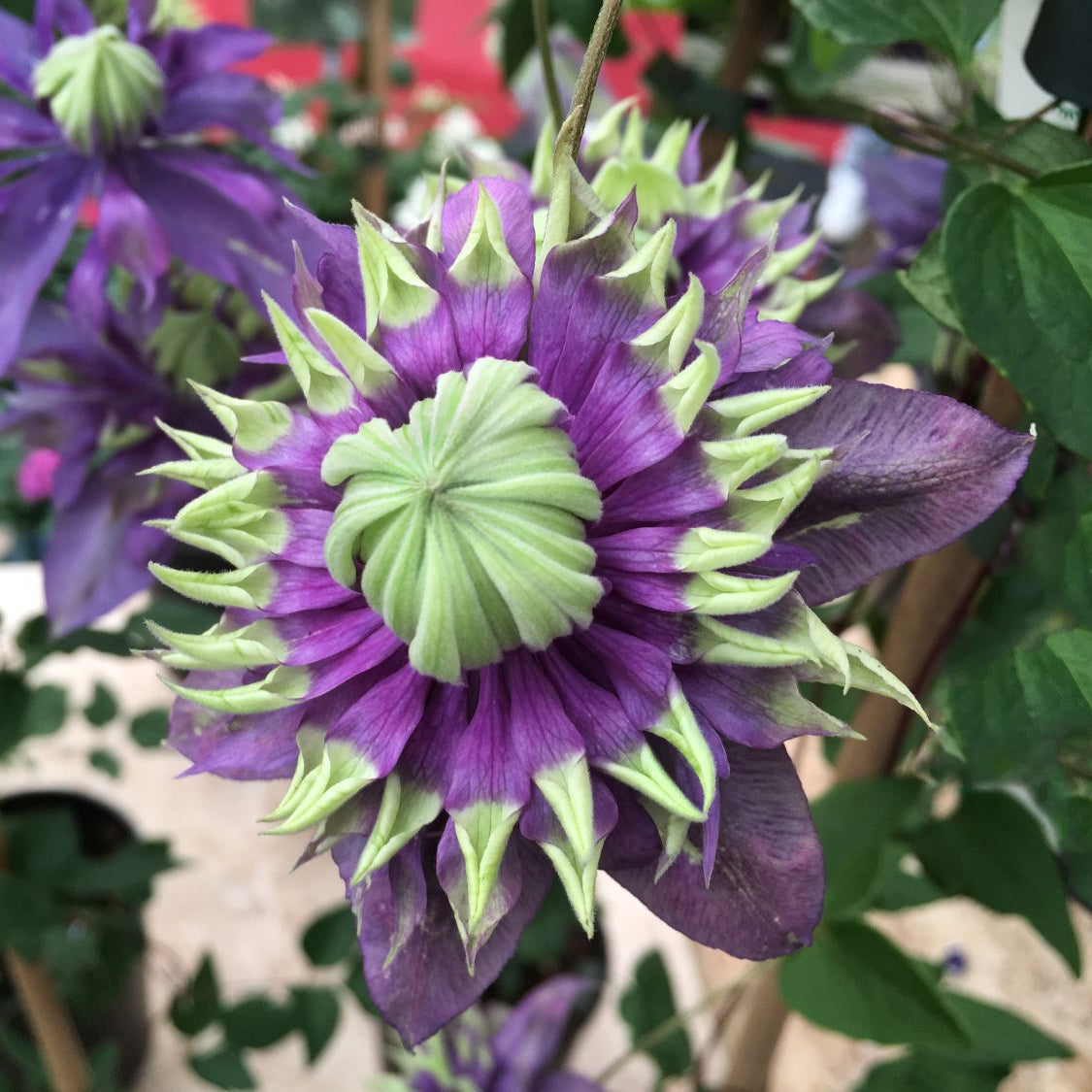 Clematis 'Taiga'