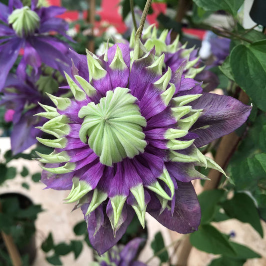 Clematis 'Taiga'