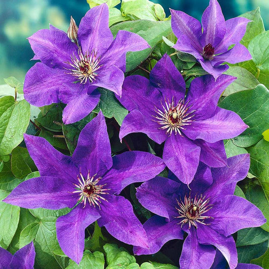 Clematis 'The President'