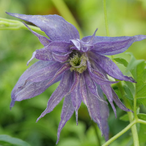 Clematis macropetala 'Sparky Blue'