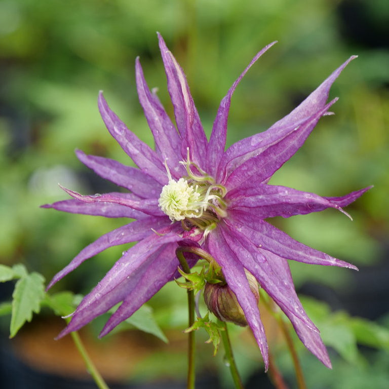 Clematis macropetala 'Sparky Purple'