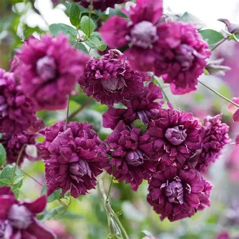 Clematis viticella 'Purpurea Plena Elegans'
