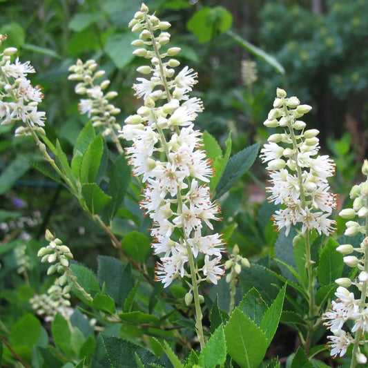 Clethra alnifolia 'Hummingbird'