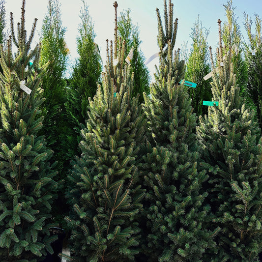 Picea abies 'Cupressina'