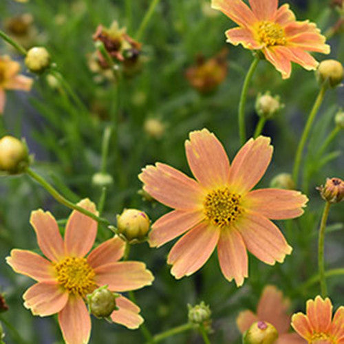 Coreopsis Fall Sensation™ 'Sandstone'