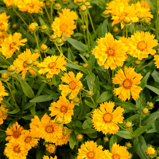 Coreopsis grandiflora 'Jethro Tull'